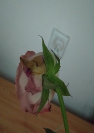 渣女表情包